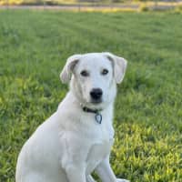 Photo of Bodhi *$350 Adoption Fee*