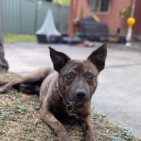 Photo of Horace Silvanus