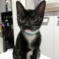 Photo of Tux