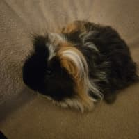 Photo of Ollie