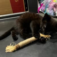 Photo of Vader