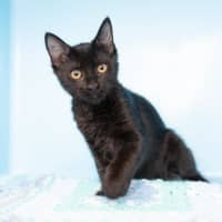 Photo of Caterpillar