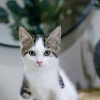 Photo of Izzy