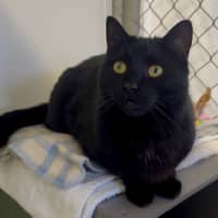 Photo of Salem