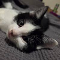 Photo of Kitkat