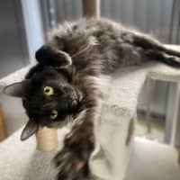 Photo of 💙 Blu 💙