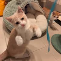 Photo of Mochi & Maple * 9 Lives Project Rescue*