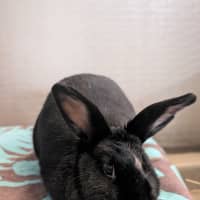 Photo of Chippy