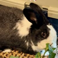 Photo of Fantastic Ori