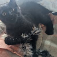 Photo of Toothless
