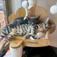 Photo of Little Foot