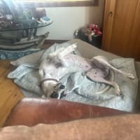 Photo of Dixie, The Greyhound