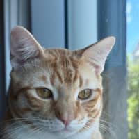 Photo of Whiskey And Simba