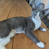 Photo of Lacey