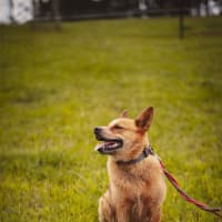 Photo of Cooper