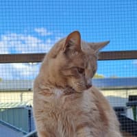 Photo of Archie