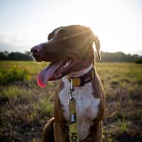 Photo of Luna