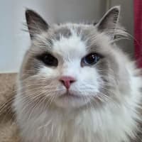 Photo of Milo