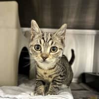 Photo of Button