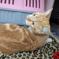 Photo of Missy Elliot