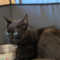Photo of Xenon