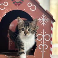 Photo of Missy Meet Me@Petstock Carrum Downs Store