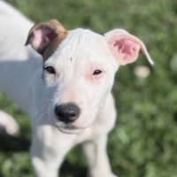 Photo of Petey