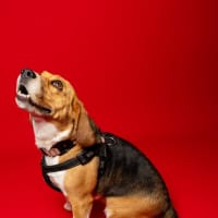 Photo of Hart   4 Year Old Beagle