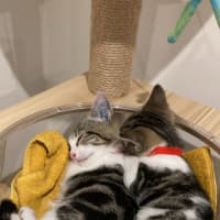 Photo of Elodie