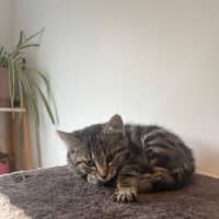 Photo of Puffin Meet Me@Petstock Mornington Nepean Hwy 