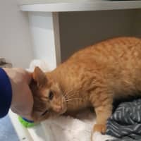 Photo of Buttercup