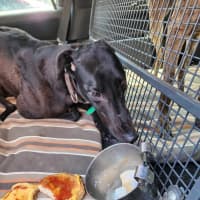 Photo of Tee. 26kg Cat Friendly