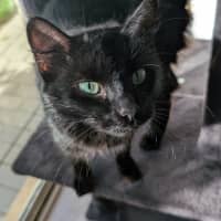 Photo of Kumquat