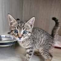 Photo of C1526 Caine