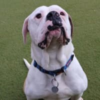 Photo of Mr. Fancy Face 