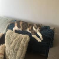 Photo of Possum