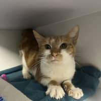 Photo of Ember