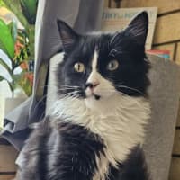 Photo of Tommy