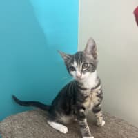 Photo of Cheeto   Now At Pet Quarters Rutherford