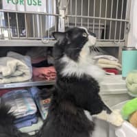 Photo of 🥨 Hamish 7370 🥨