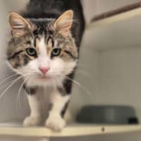 Photo of Merlin