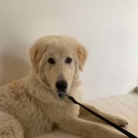 Photo of Lollie