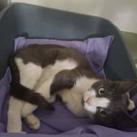 Photo of Misty