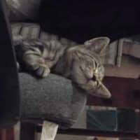 Photo of Bolt – Ringworm Special $49