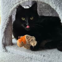 Photo of Apollo