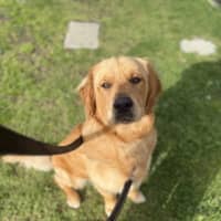 Photo of Scooby