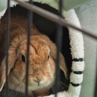 Photo of Cinnamon 