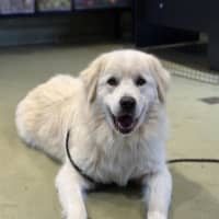 Photo of Boba