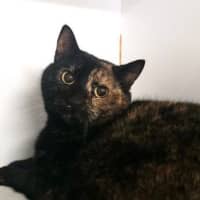 Photo of Olive