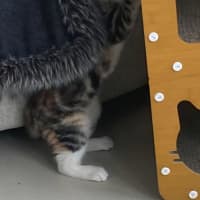 Photo of Tinkabell 